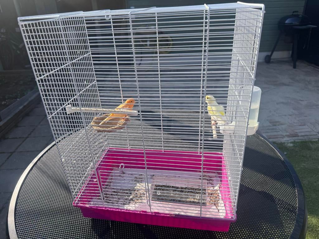 Kooi met vogels mannelijke en vrouwelijke kanarie, Dieren en Toebehoren, Ophalen, Zo goed als nieuw, Vogelkooi