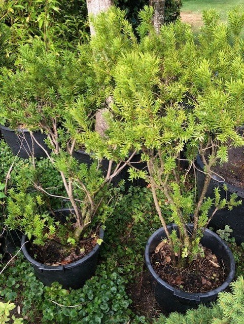 Taxus struik . ongeveer 120 cm hoog . prijs 12 euro ., Ophalen, Taxus, Struik, 100 tot 250 cm