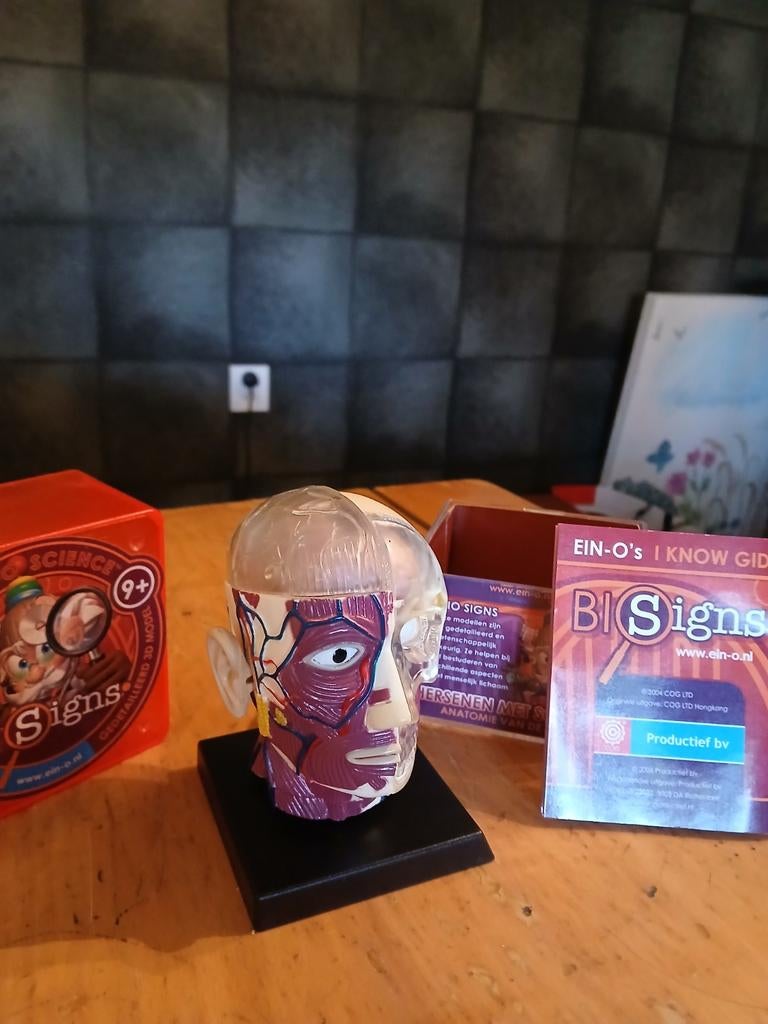 3D model schedel en hersenen, Ophalen of Verzenden, Zo goed als nieuw