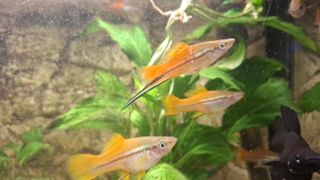 Zwaarddragers aquarium vissen, Vis, Zoetwatervis