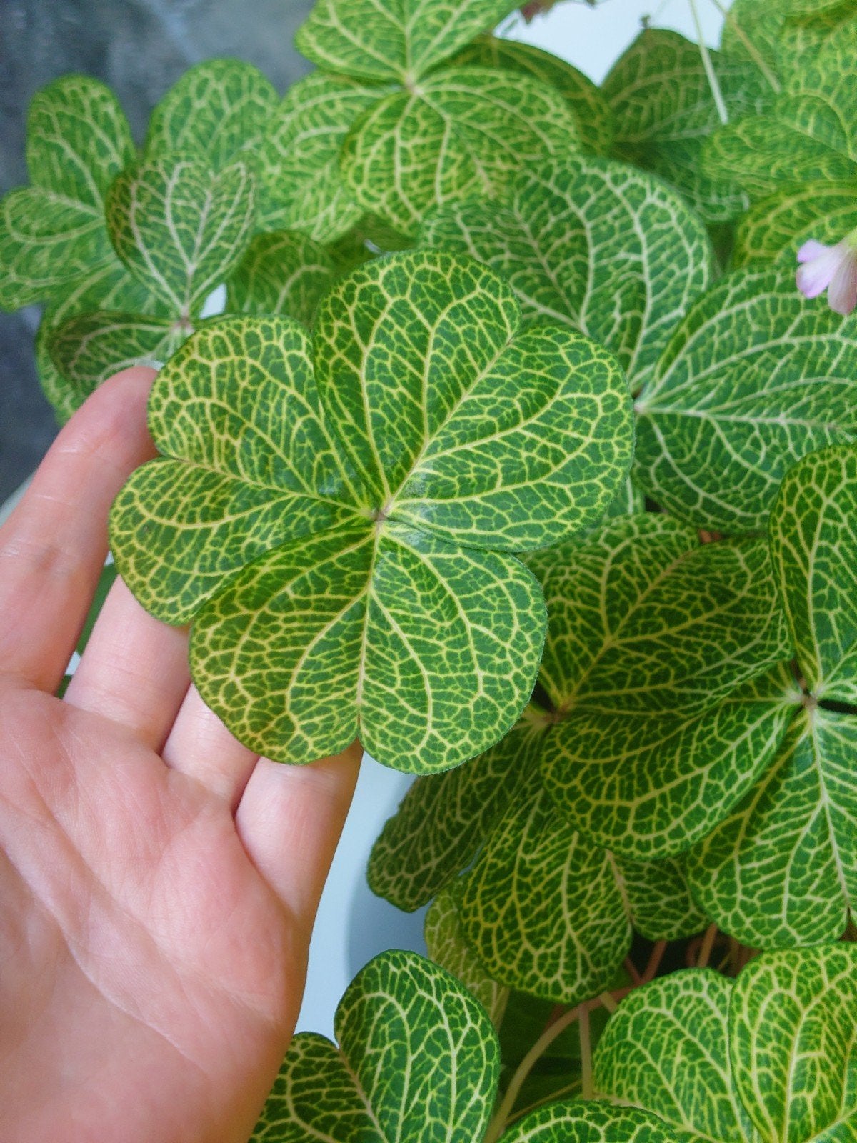 oxalis corymbosa aureo-reticulata €1 per knolletje, Ophalen of Verzenden, Eenjarig, Volle zon