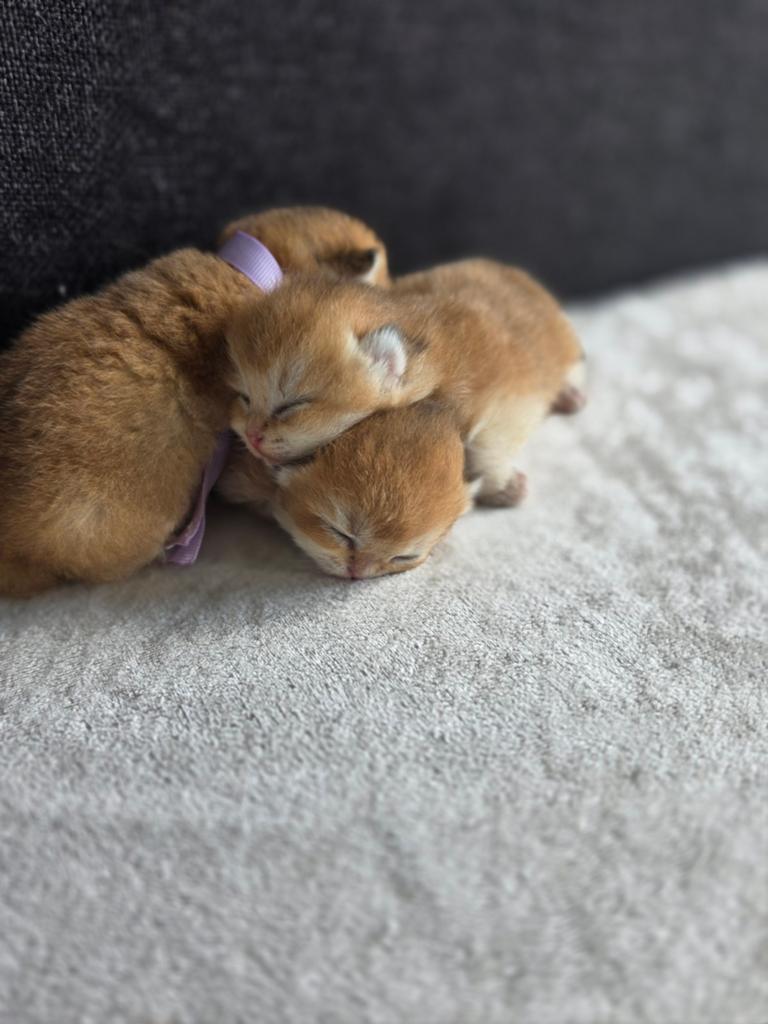 Britse Korthaar Kitten  Golden (Shaded), Dieren en Toebehoren, Katten en Kittens | Raskatten | Korthaar, Poes, Met stamboom, 0 tot 2 jaar