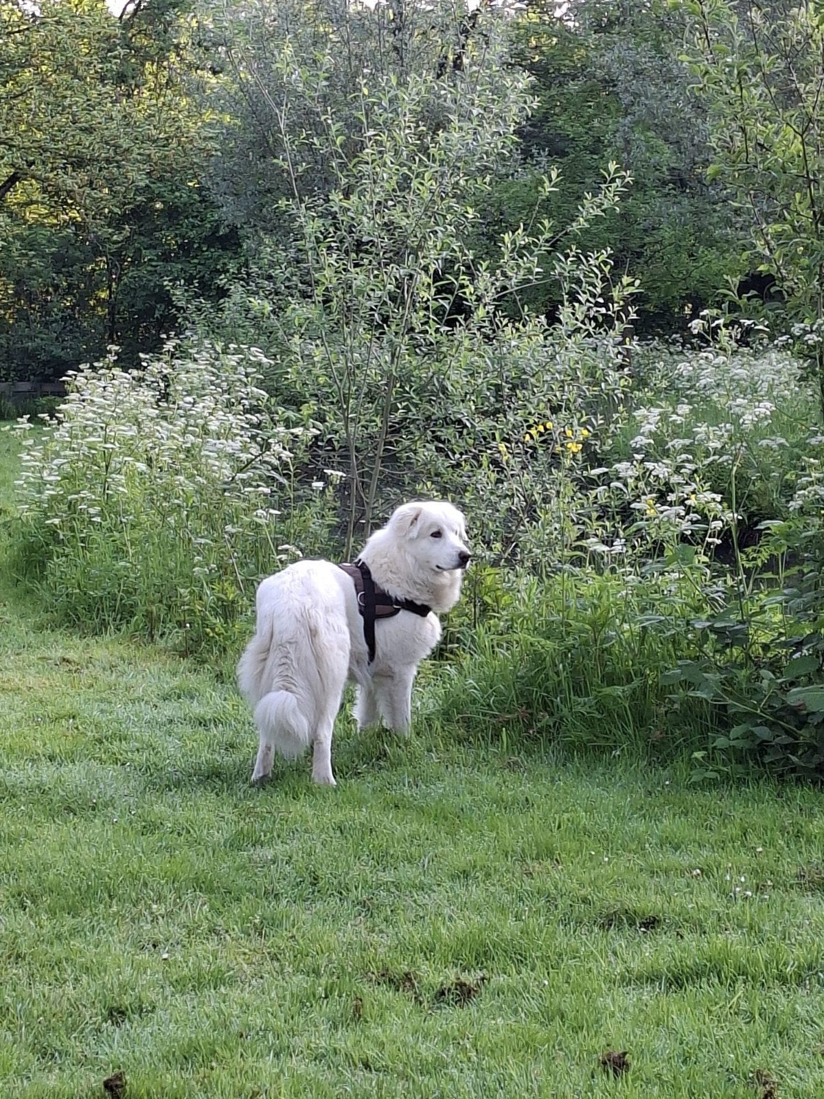 Prachtige Nomad, Dieren en Toebehoren, Honden | Niet-rashonden, Particulier, Reu, 1 tot 2 jaar, Buitenland