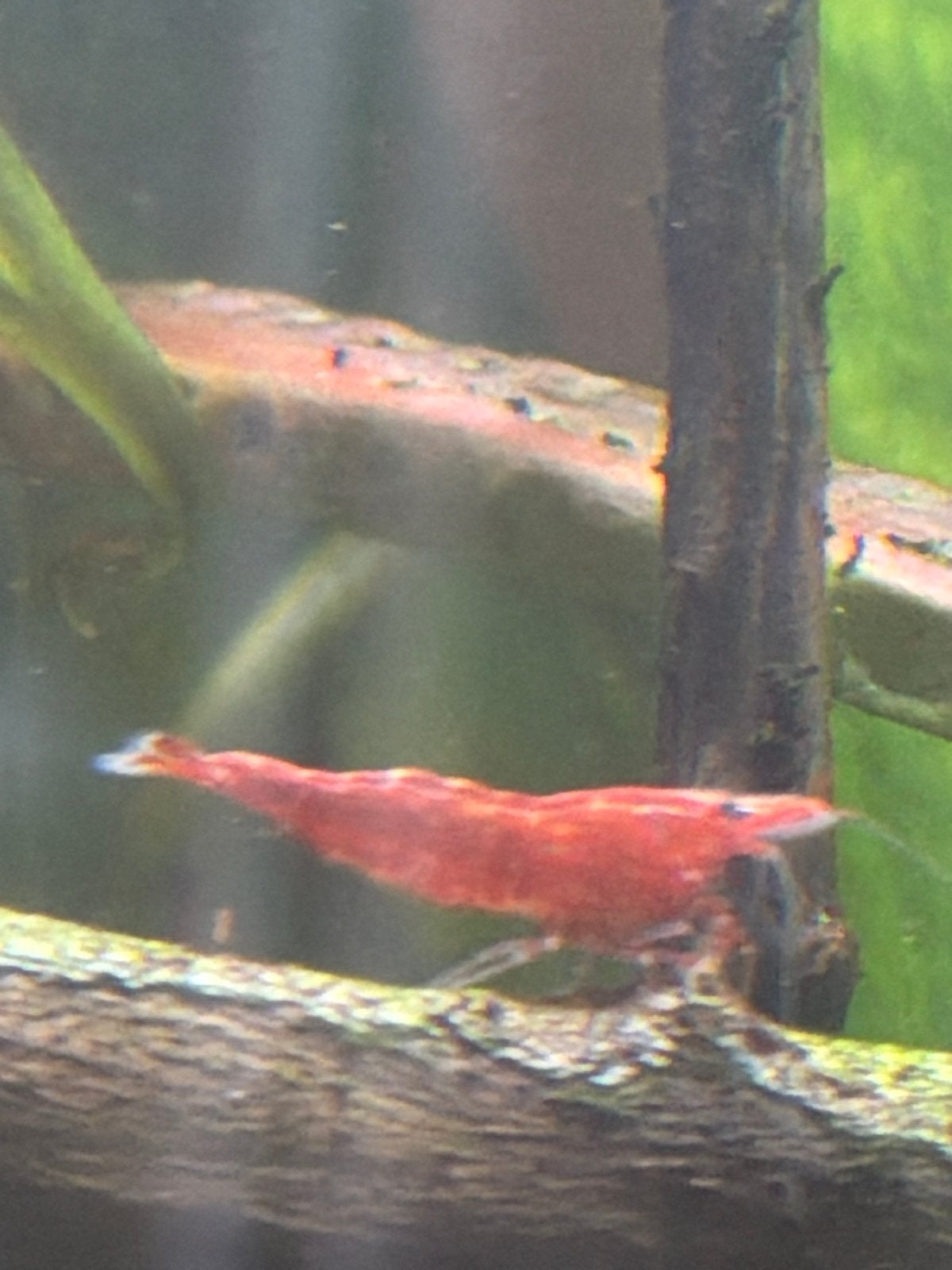 Rode garnalen, Kreeft, Krab of Garnaal, Zoetwatervis