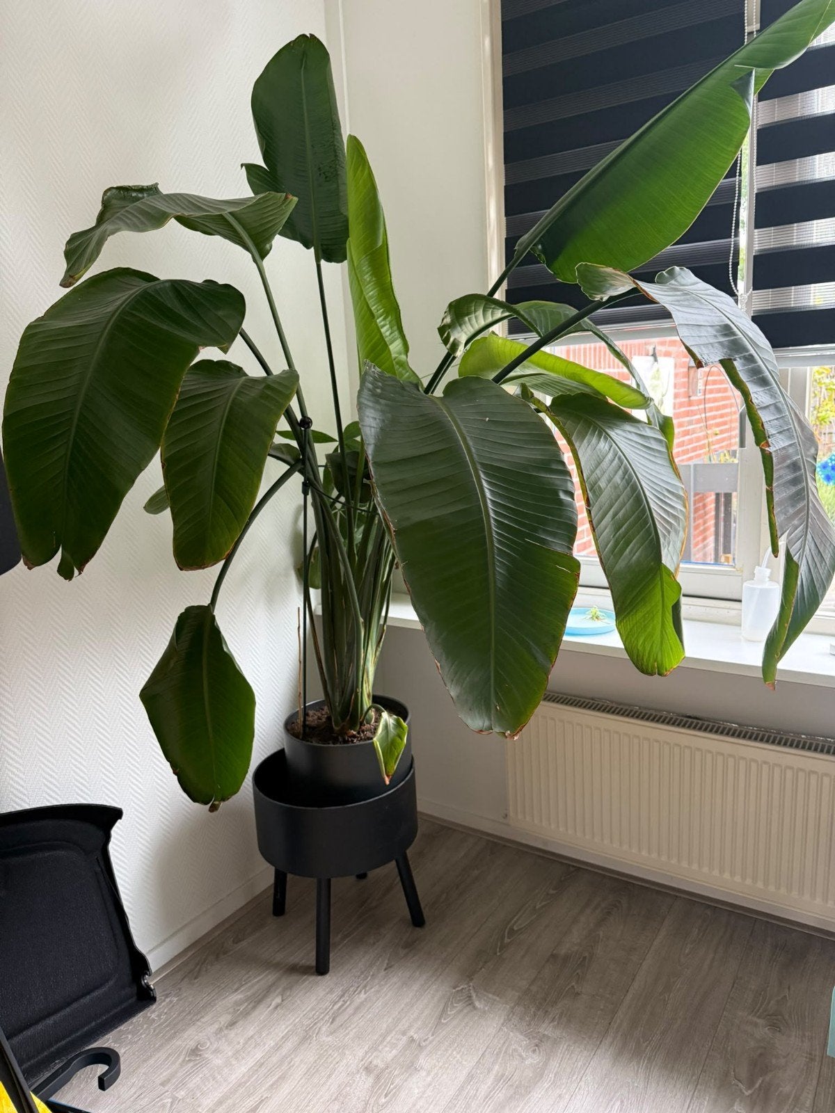 Grote kamerplant, Ophalen, Overige soorten, In pot, 150 tot 200 cm