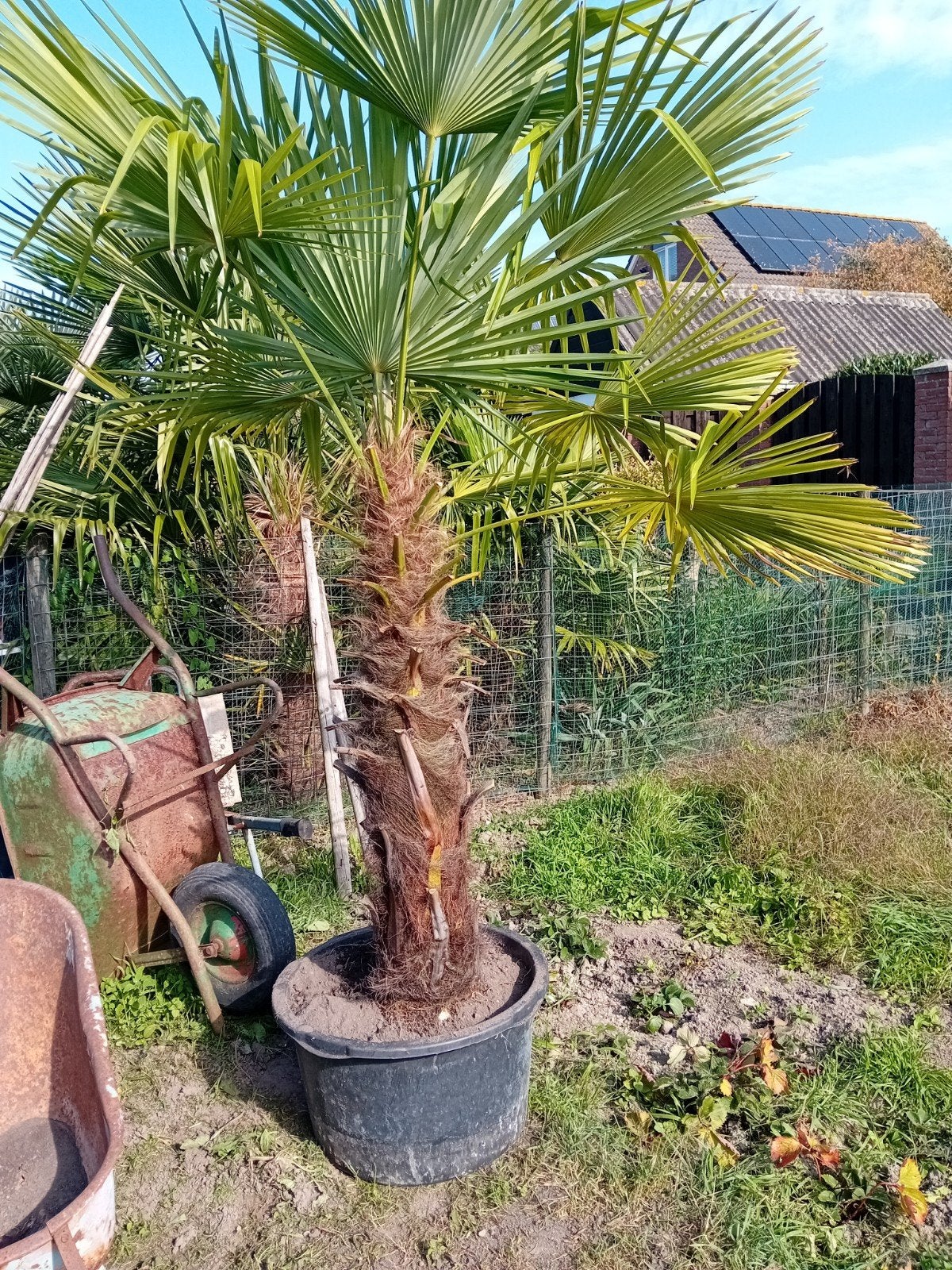 mooie grote palmboom, Ophalen, Palmboom