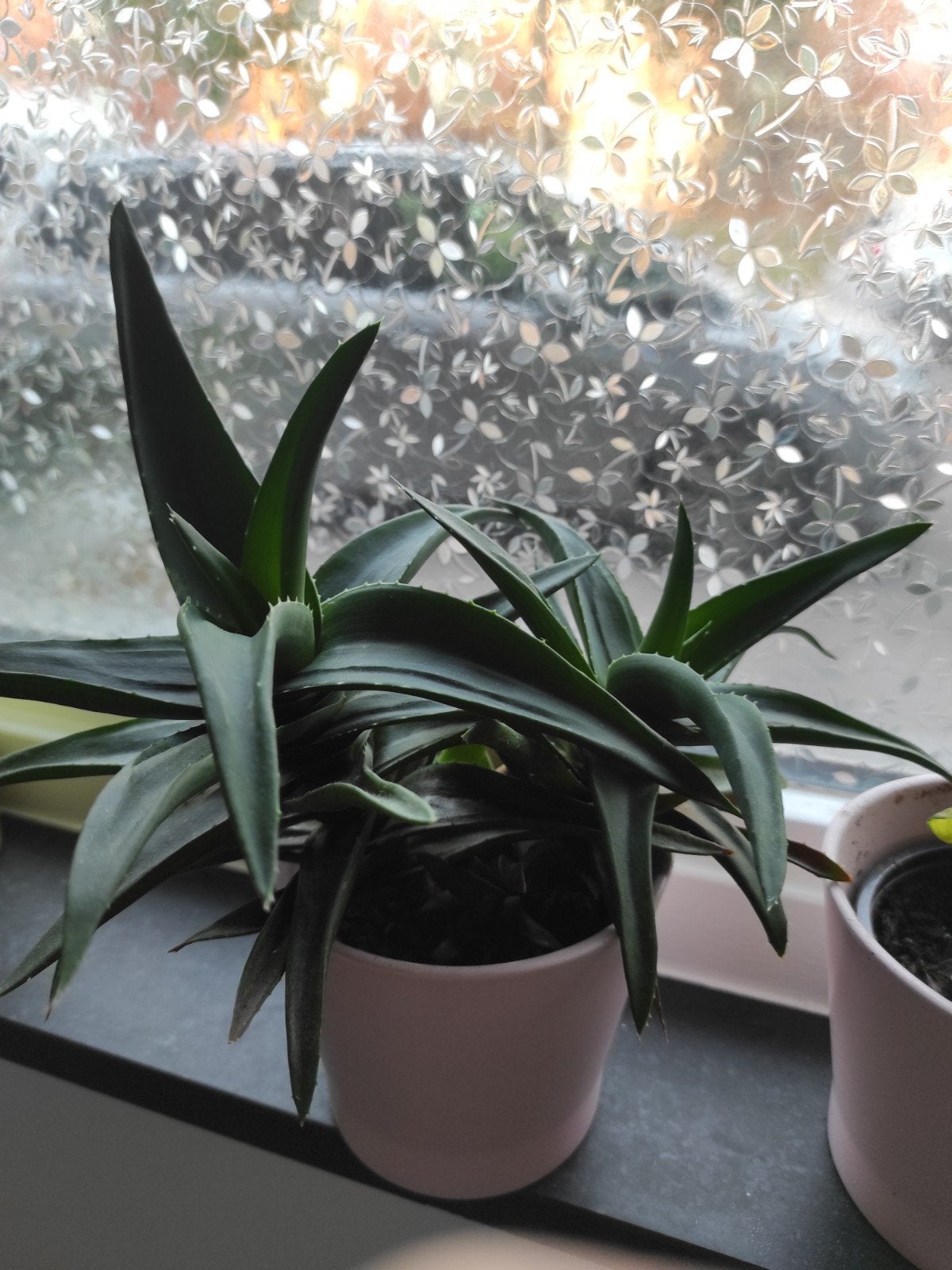 Aloë Vera plant in pot, Vaste plant, Bloeit niet, Halfschaduw, Ophalen
