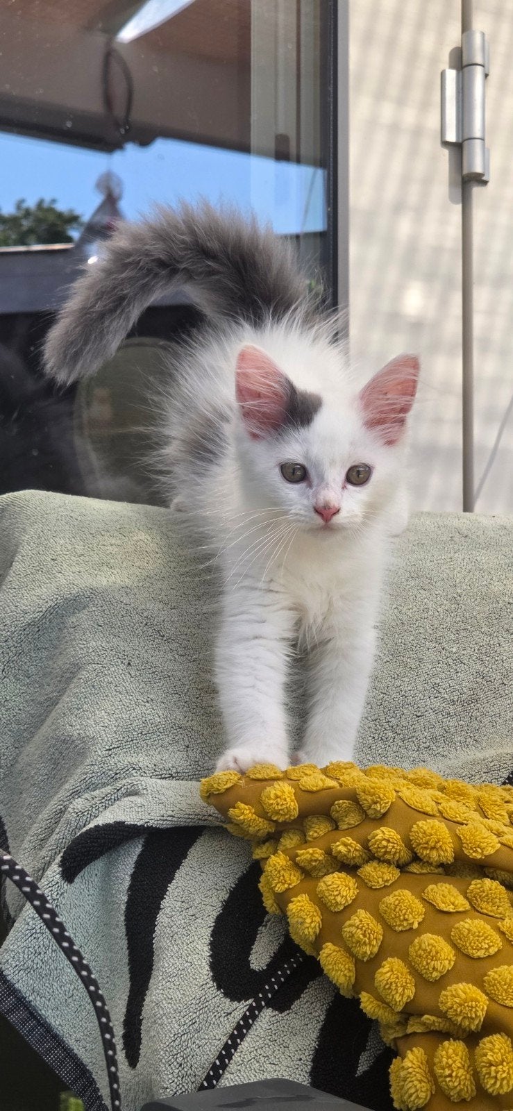 Maine Coon kittens. Mogen nu weg!!! Nog 2 beschikbaar, Dieren en Toebehoren, Katten en Kittens | Raskatten | Langhaar, Meerdere dieren
