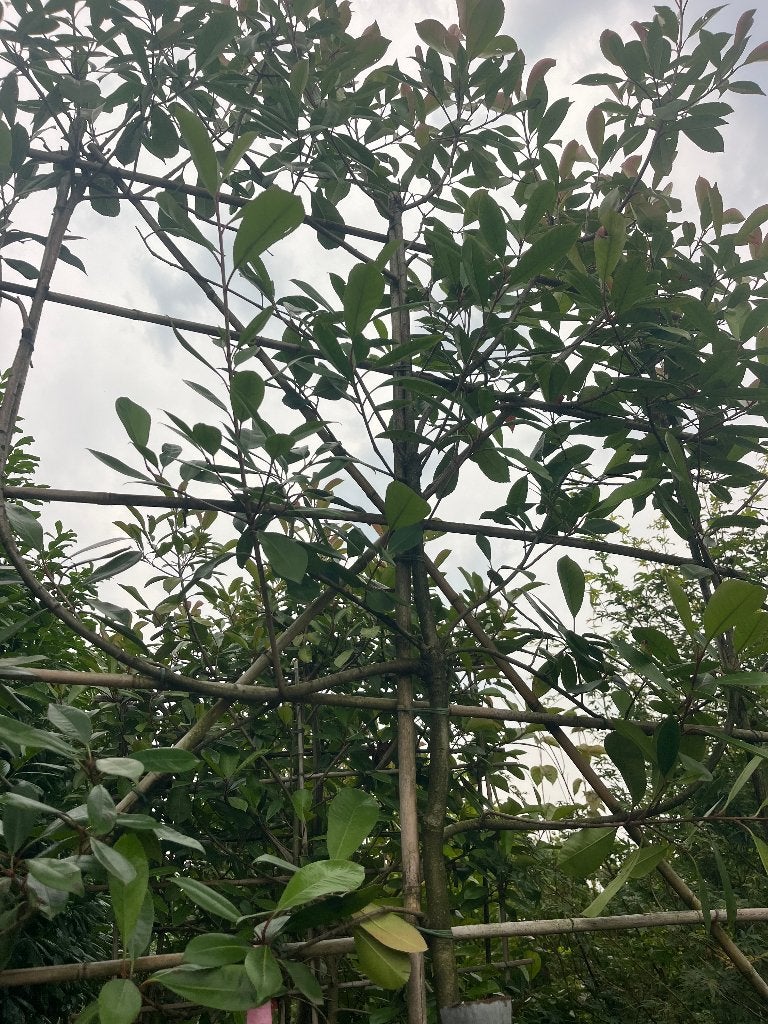 Leiboom restpartij OP=OP stam 160en170cm hoog NU €100,= pst, Ophalen, Leiboom, Halfschaduw, Lente