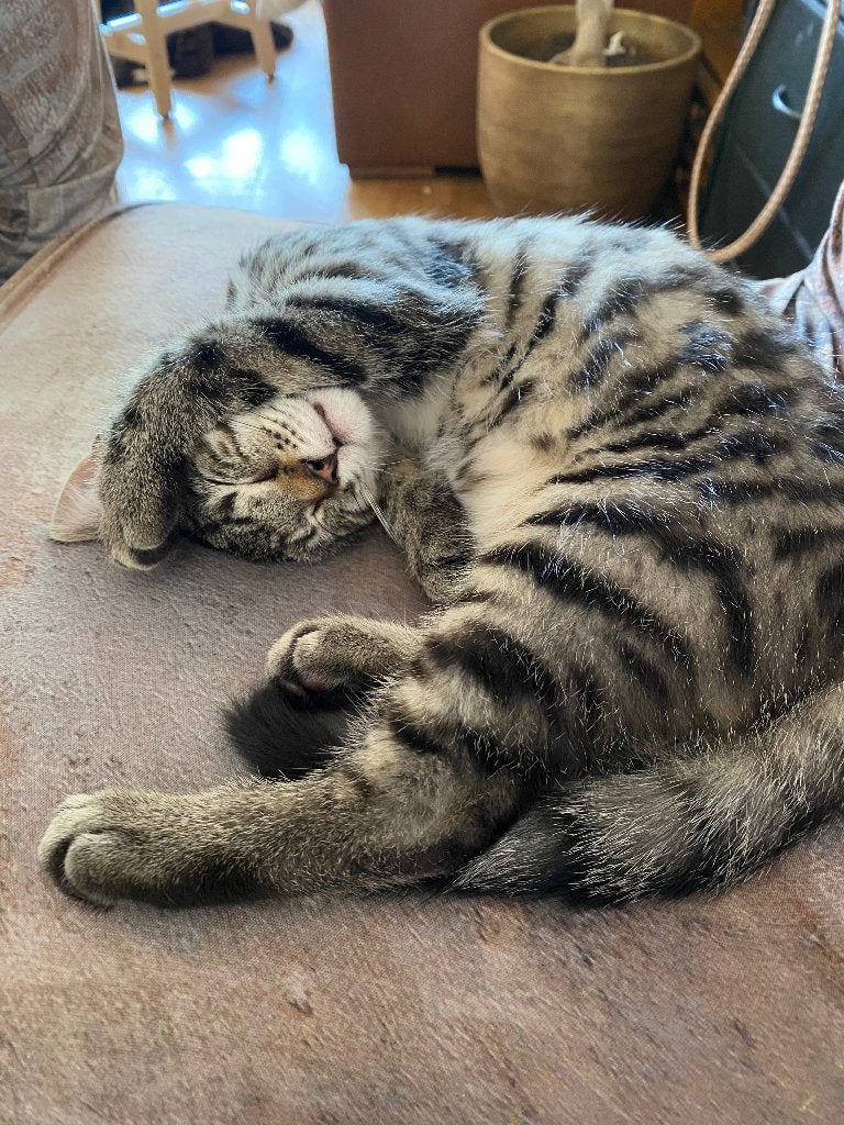 Kitten om te kopen, Poes, Kortharig, 0 tot 2 jaar