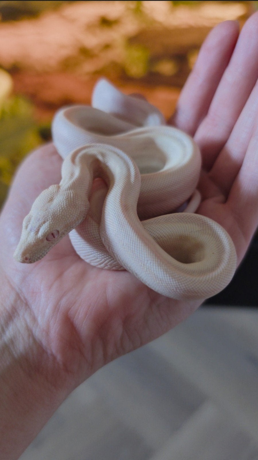 Boa Constrictor boa Morphs Vpi Super Hypo Crysal Fire Aztec Boa Constrictor photo 5