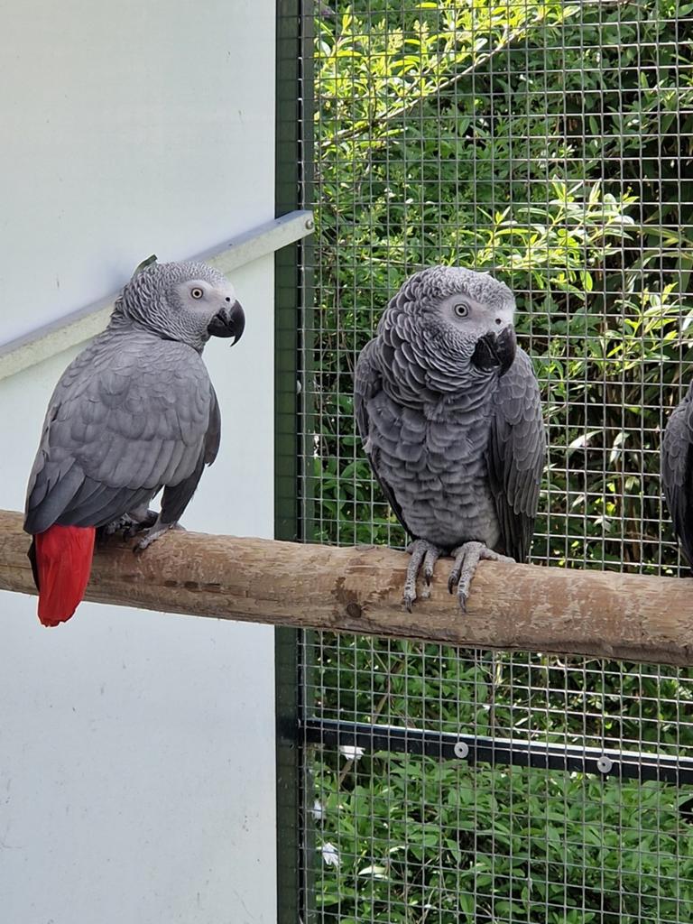 Koppel grijze rood staart papegaaien, Meerdere dieren, Papegaai