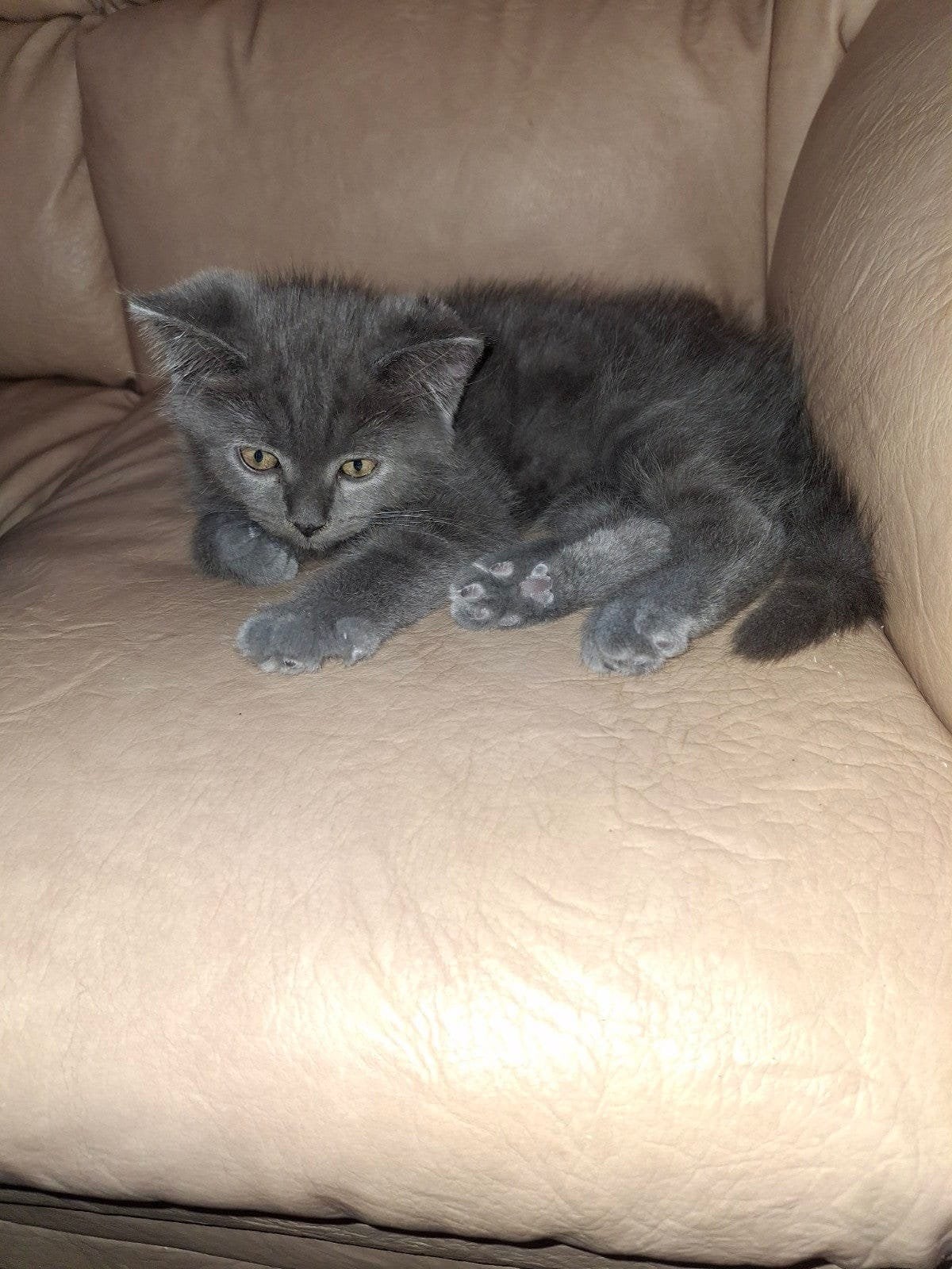 Prachtig Maine coon x Brids korthaat katertje, Kater, Langharig, 0 tot 2 jaar