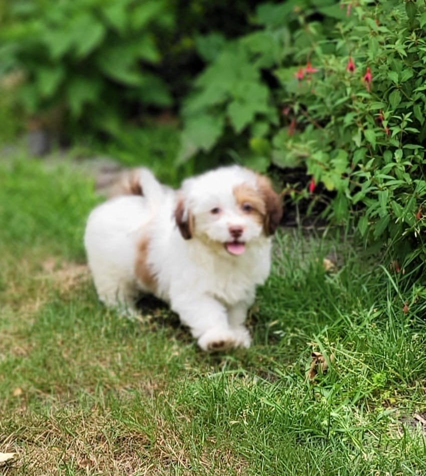 Leuke boomer pups te koop!, Parvo, 8 tot 15 weken, Meerdere, Meerdere dieren