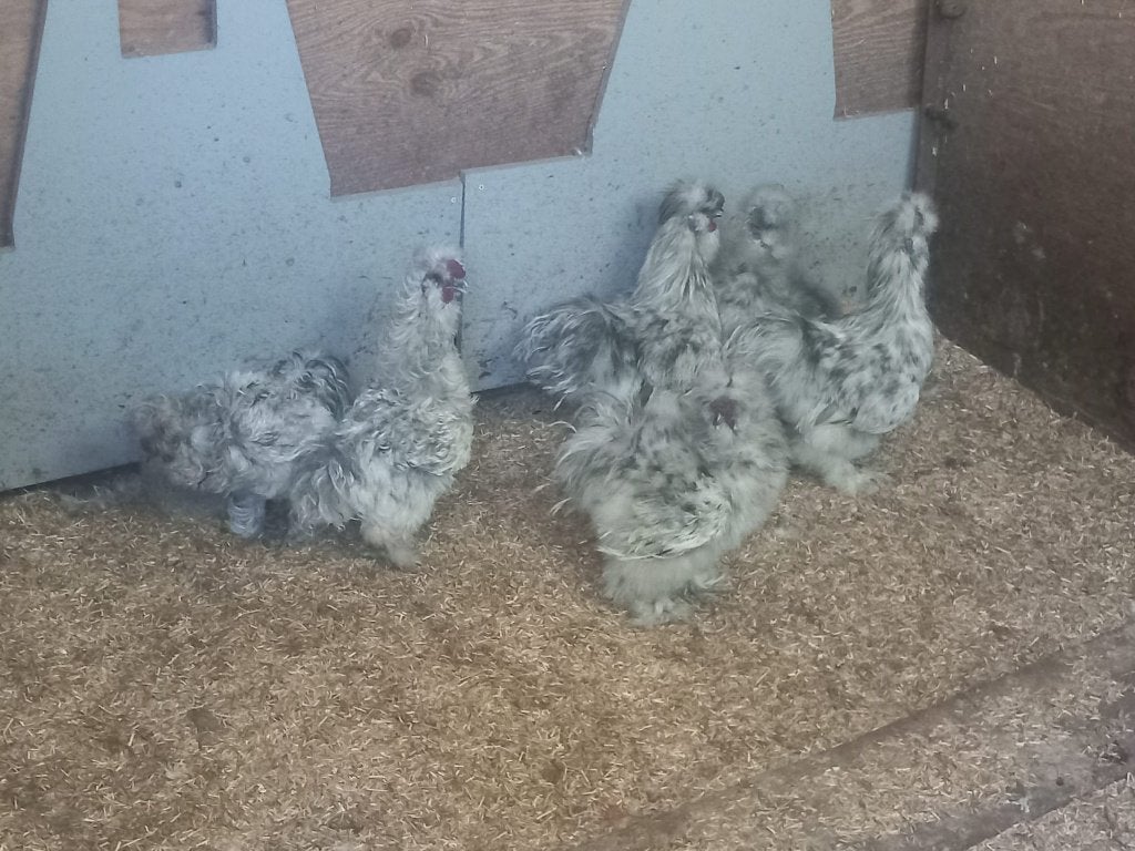 super mooie, Dieren en Toebehoren, Mannelijk, Kip