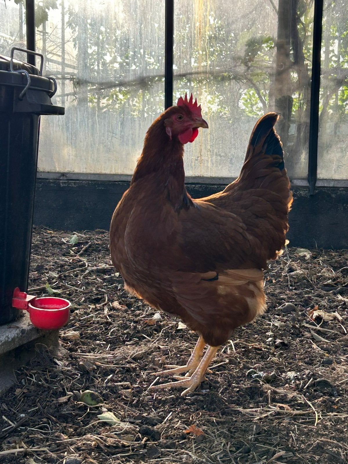 Diverse hennen, Dieren en Toebehoren, Pluimvee, Vrouwelijk, Kip