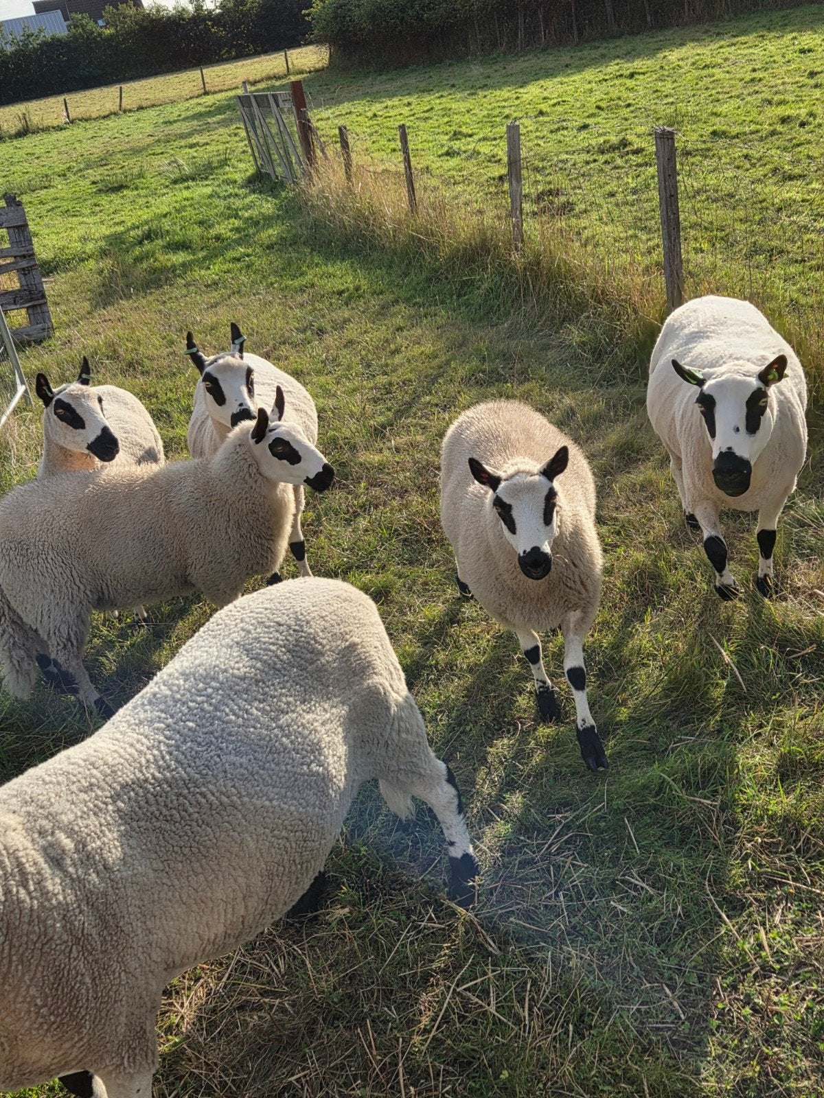 Kerry Hill, Dieren en Toebehoren, Vrouwelijk, Schaap