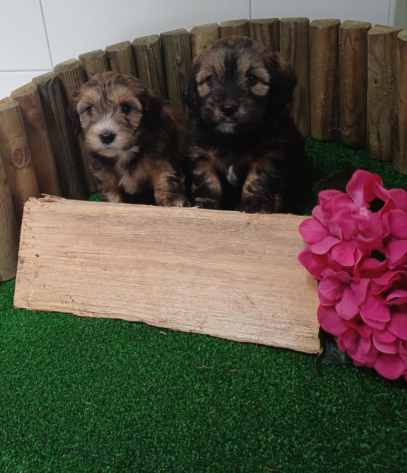 Boomer maltezer teckel (malteck) en maltezer shih tzu pups, Parvo, Nederland, 8 tot 15 weken, Meerdere