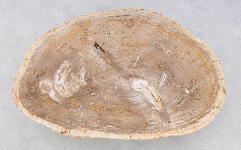 Beige Versteend Houten Salontafelblad Uniek Natuurproduct, Huis en Inrichting, Tafels | Salontafels, Ophalen, Overige materialen