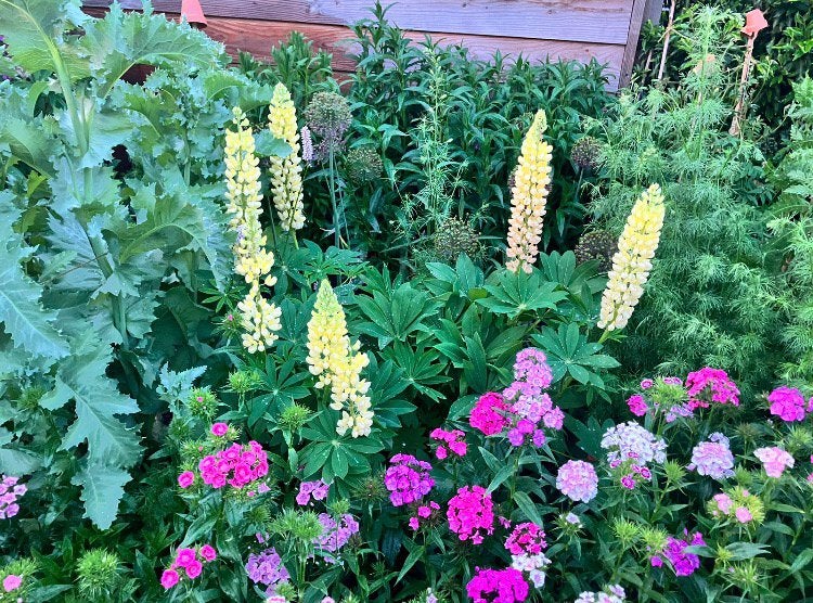 Lupine zaden ‘Chandelier’ zachtgeel, Tuin en Terras, Bloembollen en Zaden, Verzenden, Gehele jaar, Volle zon, Zaad