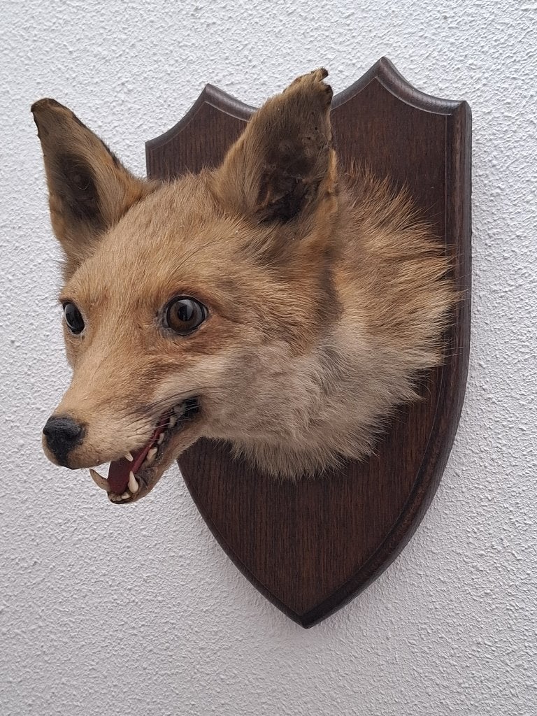opgezette vos opgezette dieren taxidermie anatomische model, Ophalen of Verzenden, Gebruikt, Wild dier, Opgezet dier