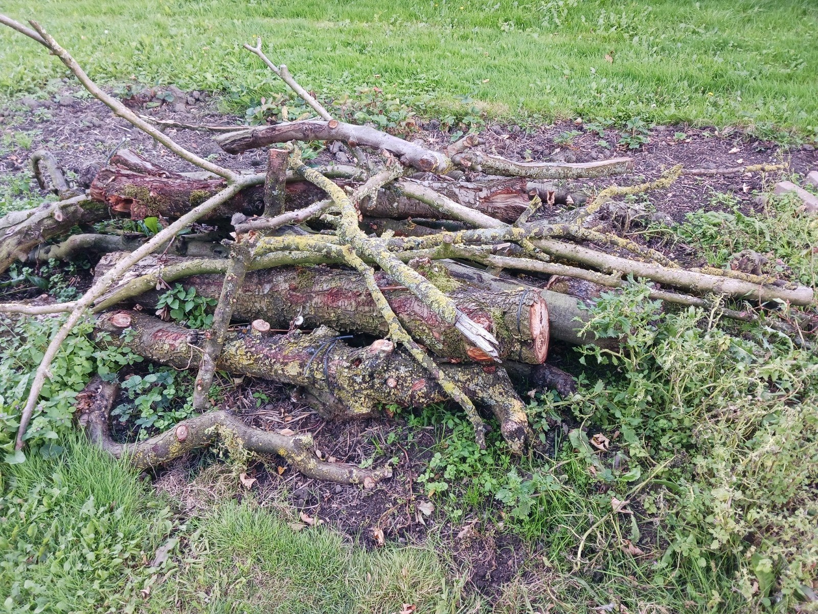 Haardhout (kers, pruim, appel, peer), Minder dan 3 m³, Ophalen