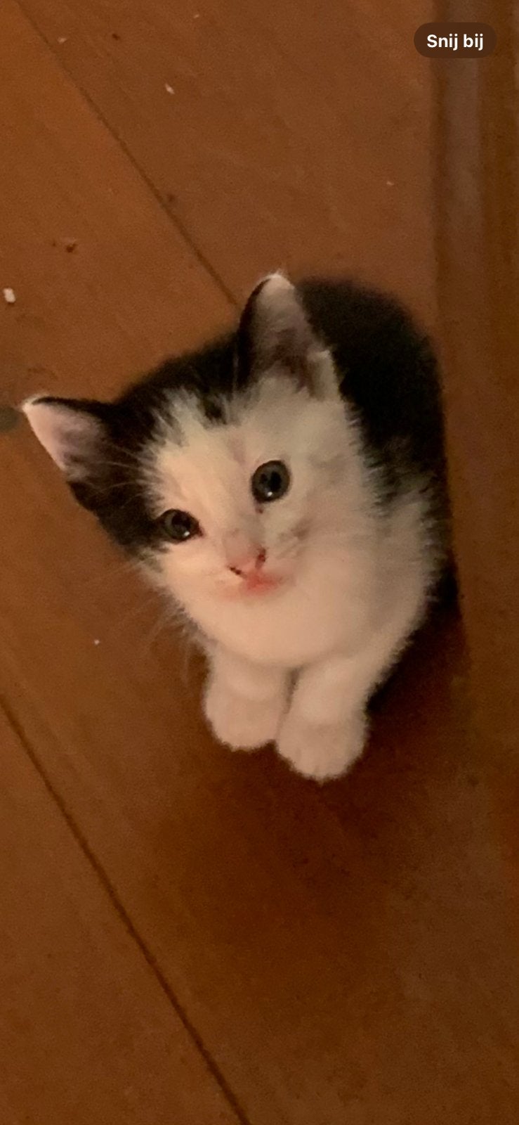 Kat poesjes kitten huisdier 4 stuks poes, Poes