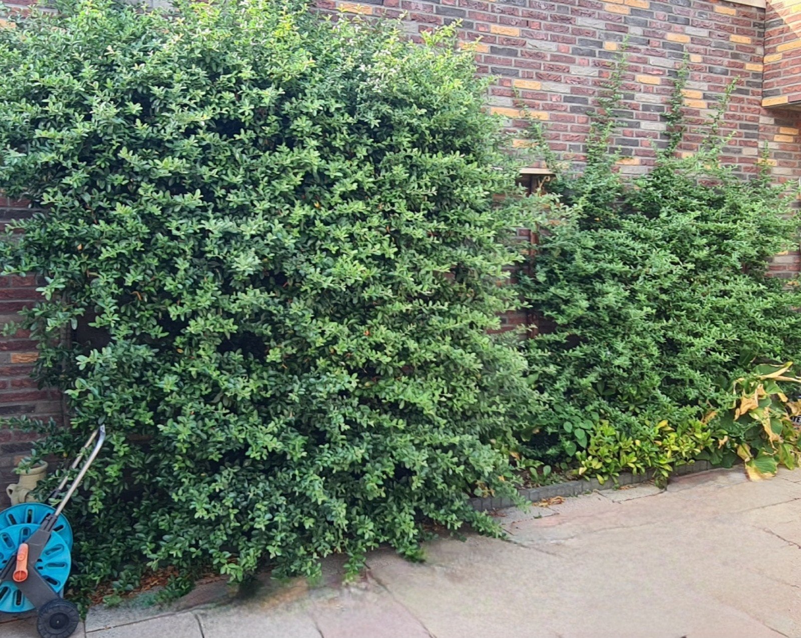 GRATIS 2 struiken / hagen zelf verwijderen, Tuin en Terras, Ophalen, Overige soorten, Struik, 100 tot 250 cm