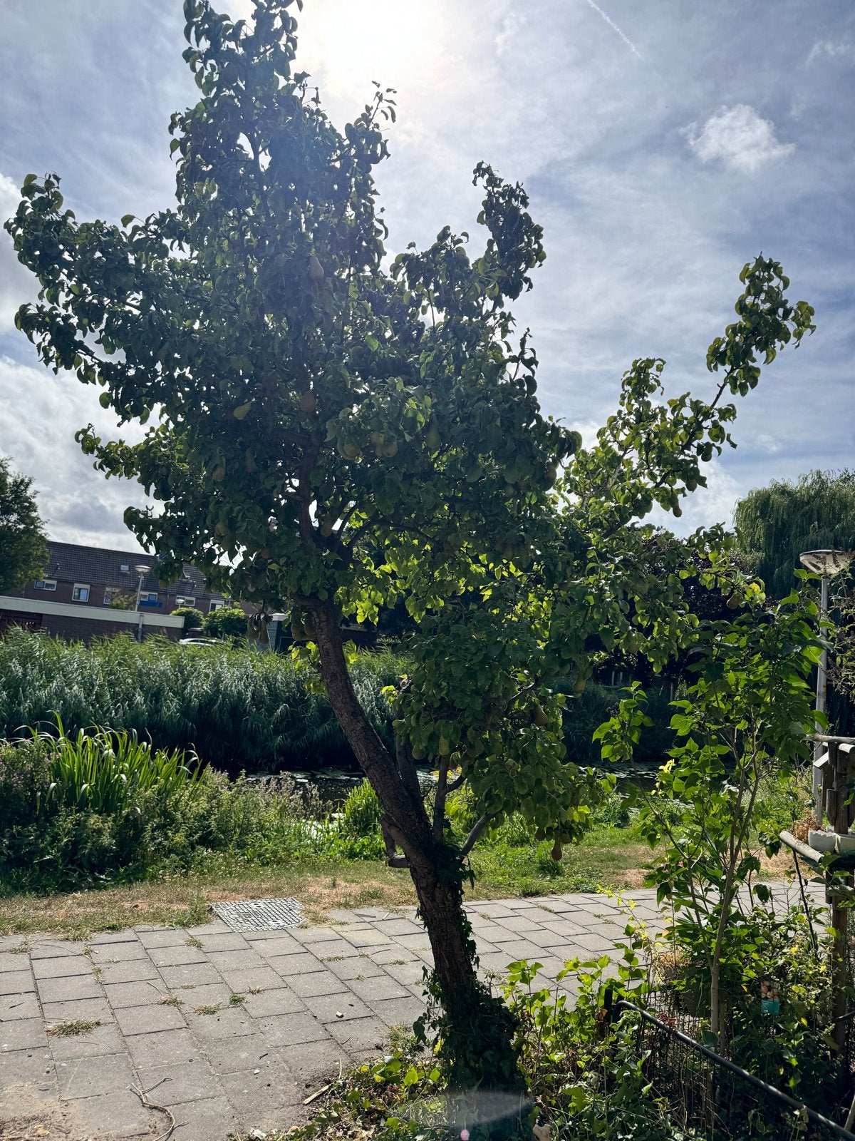 Mooie oude perenboom, ca. 35 jaar oud, Tuin en Terras, Overige soorten, Lente, 250 tot 400 cm, Ophalen