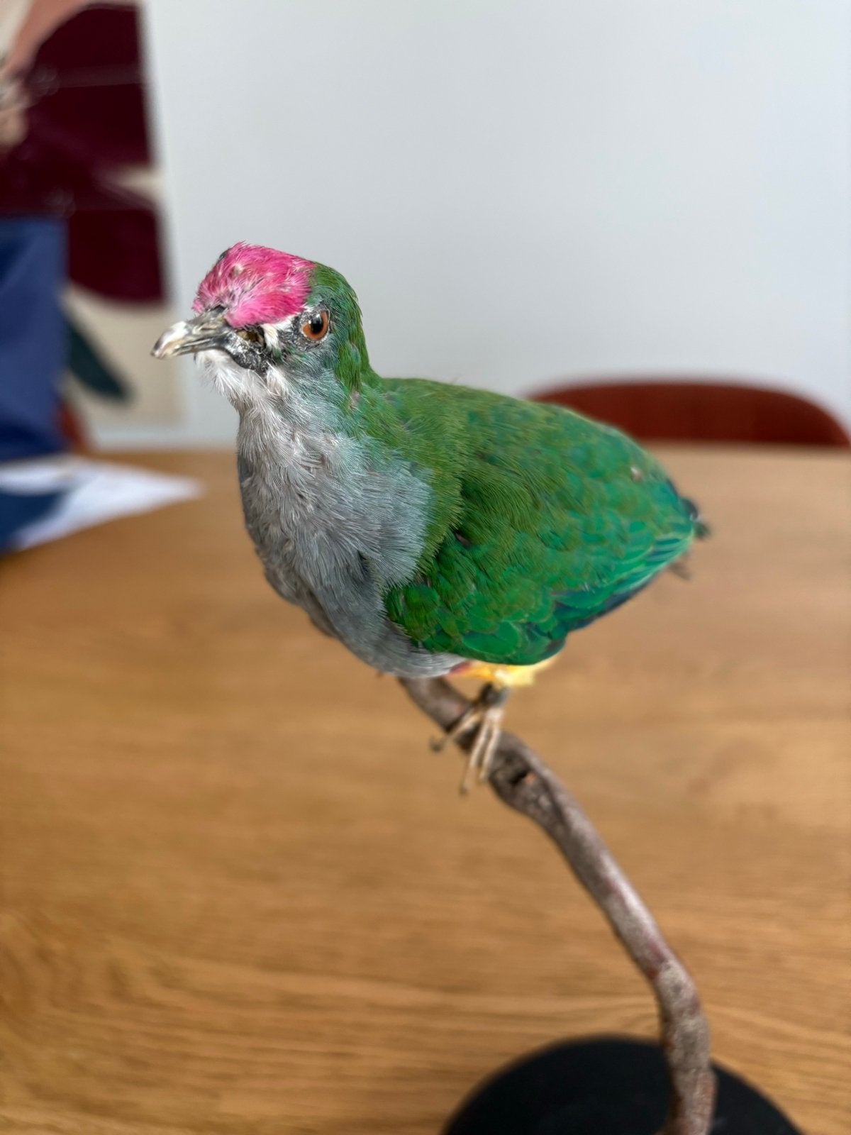 Vruchtenduif opgezet taxidermie, Verzamelen, Ophalen, Nieuw, Vogel, Opgezet dier