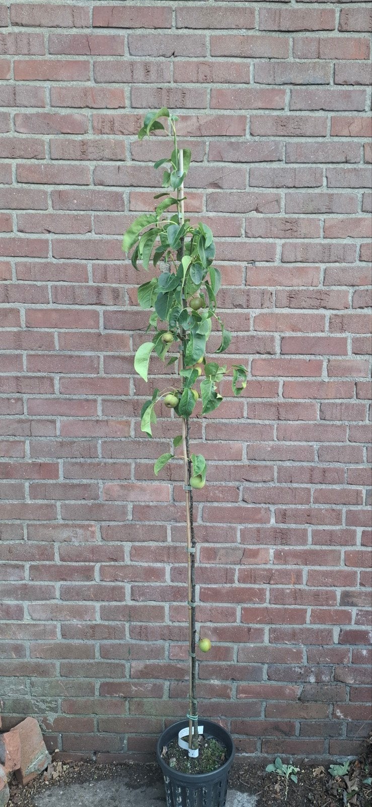 Pyrus pyrifolia 'Kosui', nashipeer, Ophalen, 100 tot 250 cm, Overige soorten, Lente
