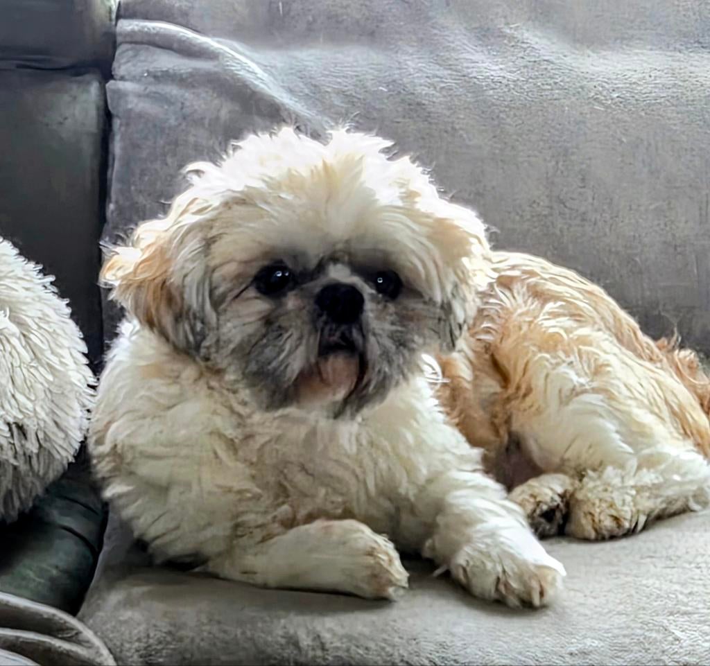 Prachtige en gezonde Shih Tzu dekreu. NIET te koop !!, Dieren en Toebehoren, Honden | Chihuahua's en Gezelschapshonden, Parvo