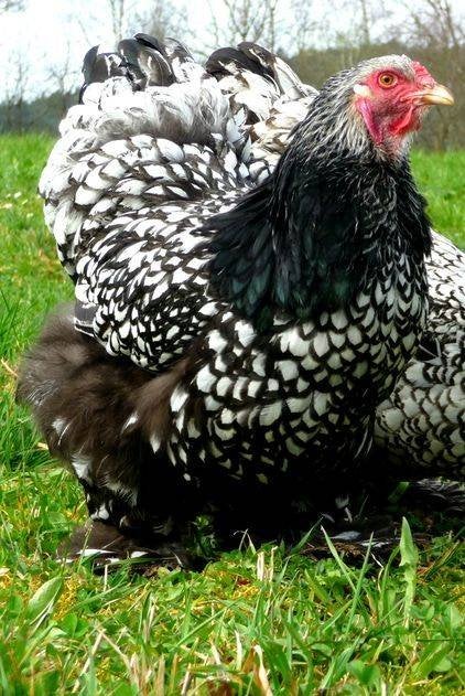 Brahma broedeieren zilver zwart gezoomd groot ras, Dieren en Toebehoren, Verzenden, Nieuw, Overige typen