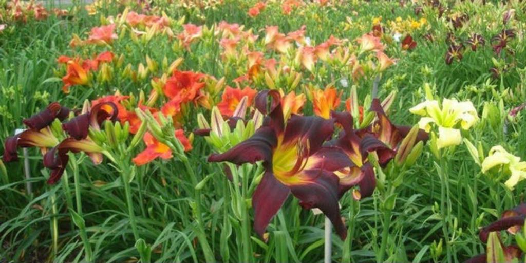 Hemerocallis daglelie in grote pot 6 stuks, Ophalen, Minder dan 10 m²