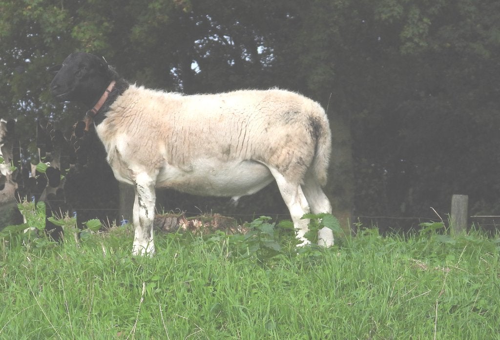 Dorper dekrammen, Dieren en Toebehoren, Mannelijk, Schaap, 0 tot 2 jaar