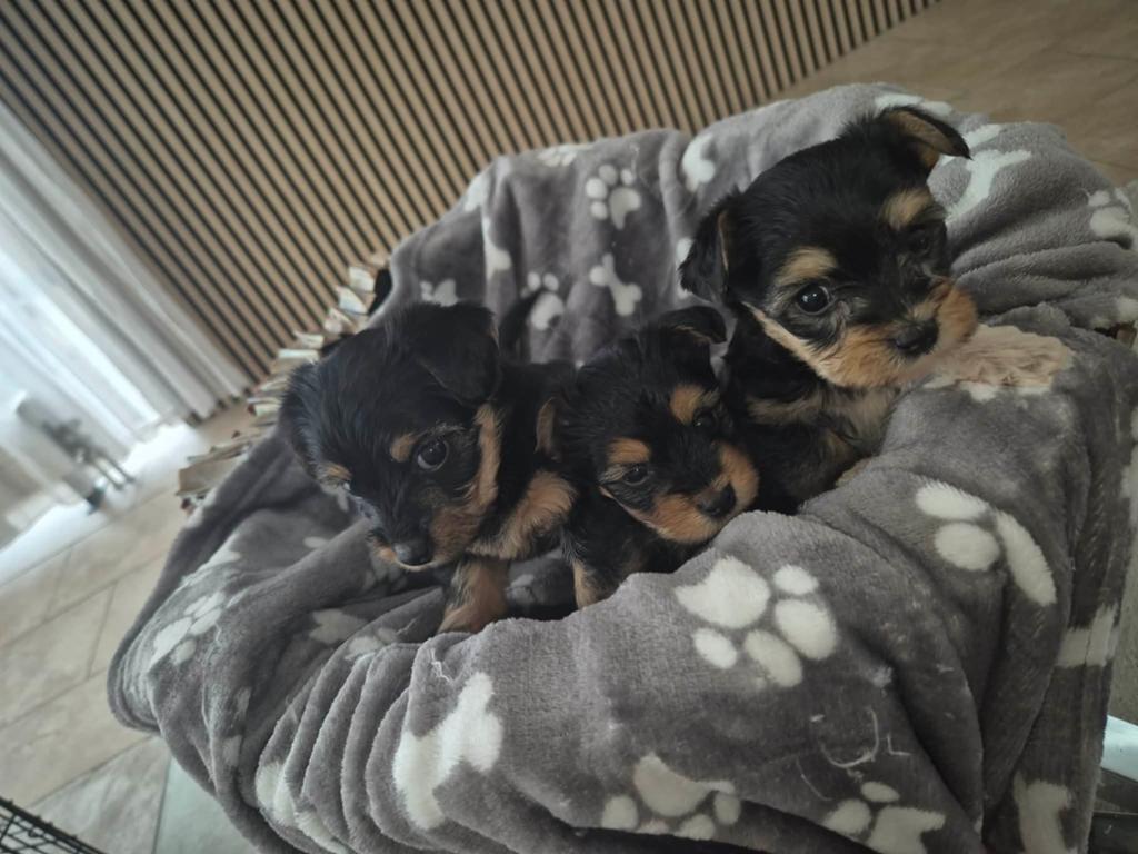 prachtige yorkshire terrier pups, Yorkshire Terriër, 8 tot 15 weken, Teef, Meerdere