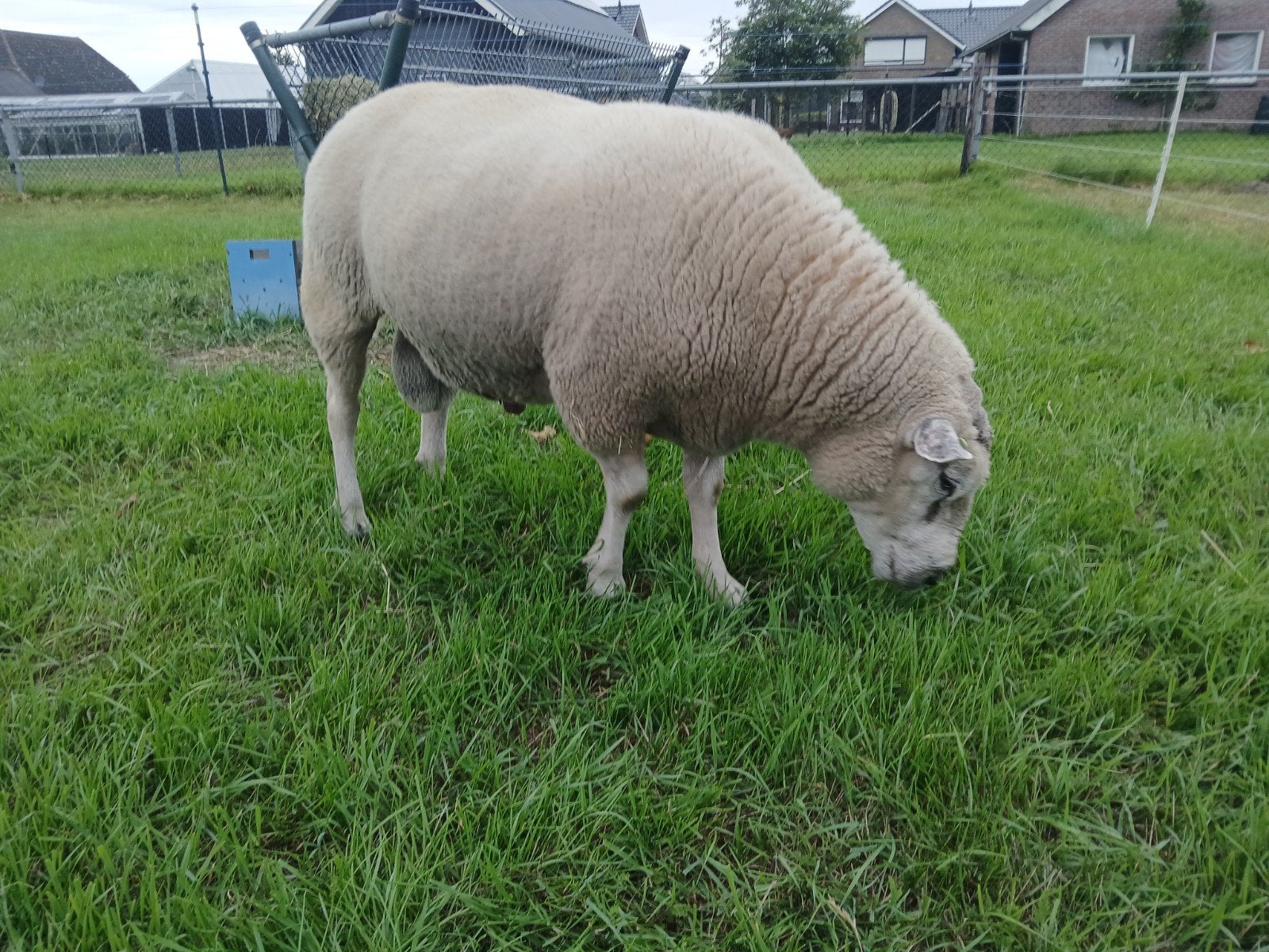 beste 3,5 jarige Engelse texelaar dekram, Dieren en Toebehoren, Schapen, Geiten en Varkens, Mannelijk, Schaap