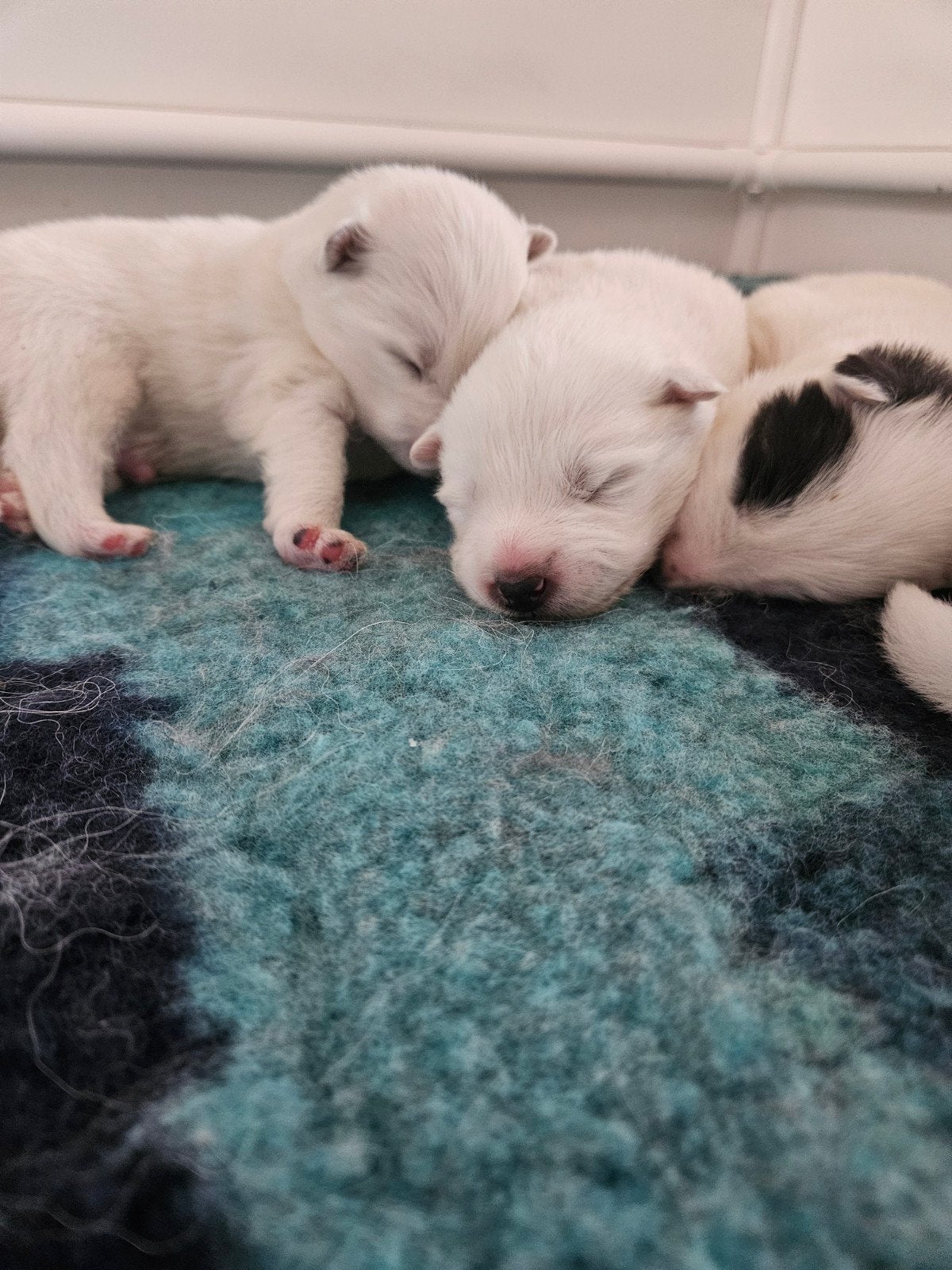samojeed x pups  nog 1 wit reutje. en 1 wit zwart reutje, 8 tot 15 weken, Meerdere, Meerdere dieren, Nederland