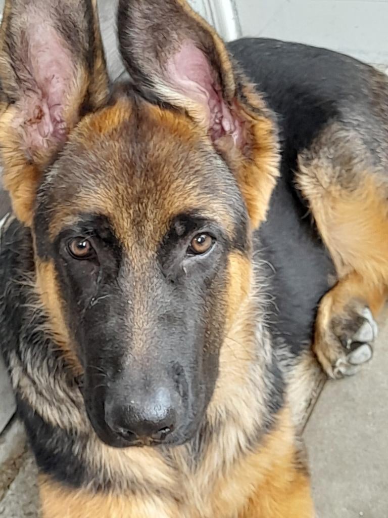 Duitseherder, Reu, 1 tot 2 jaar, Eén hond, Herder