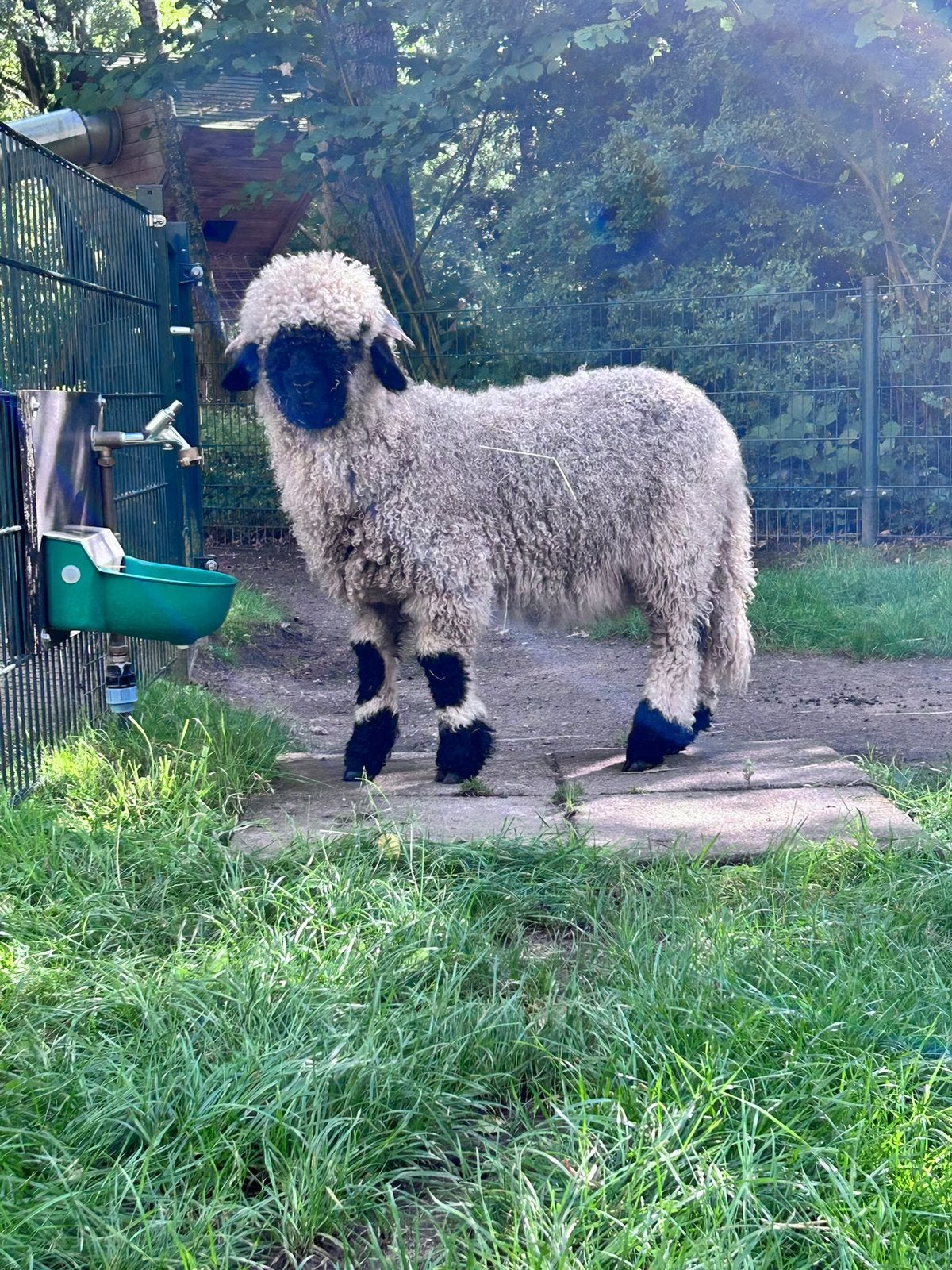 Walliser schwarznase ooi, Vrouwelijk, Schaap, 0 tot 2 jaar