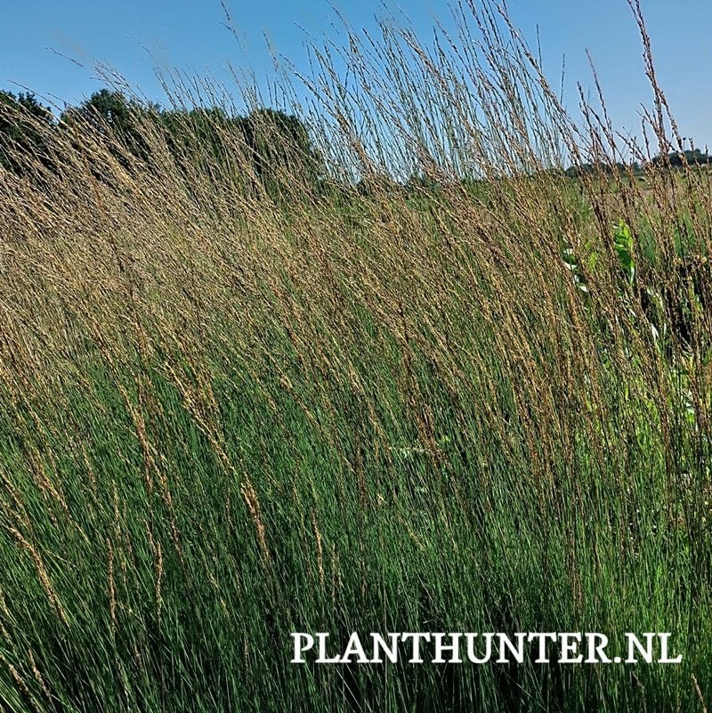 Molinia caerulea \'Heidebraut\' Pijpestrootje afhaal aanbied, Tuin en Terras, Ophalen, Overige soorten, Halfschaduw