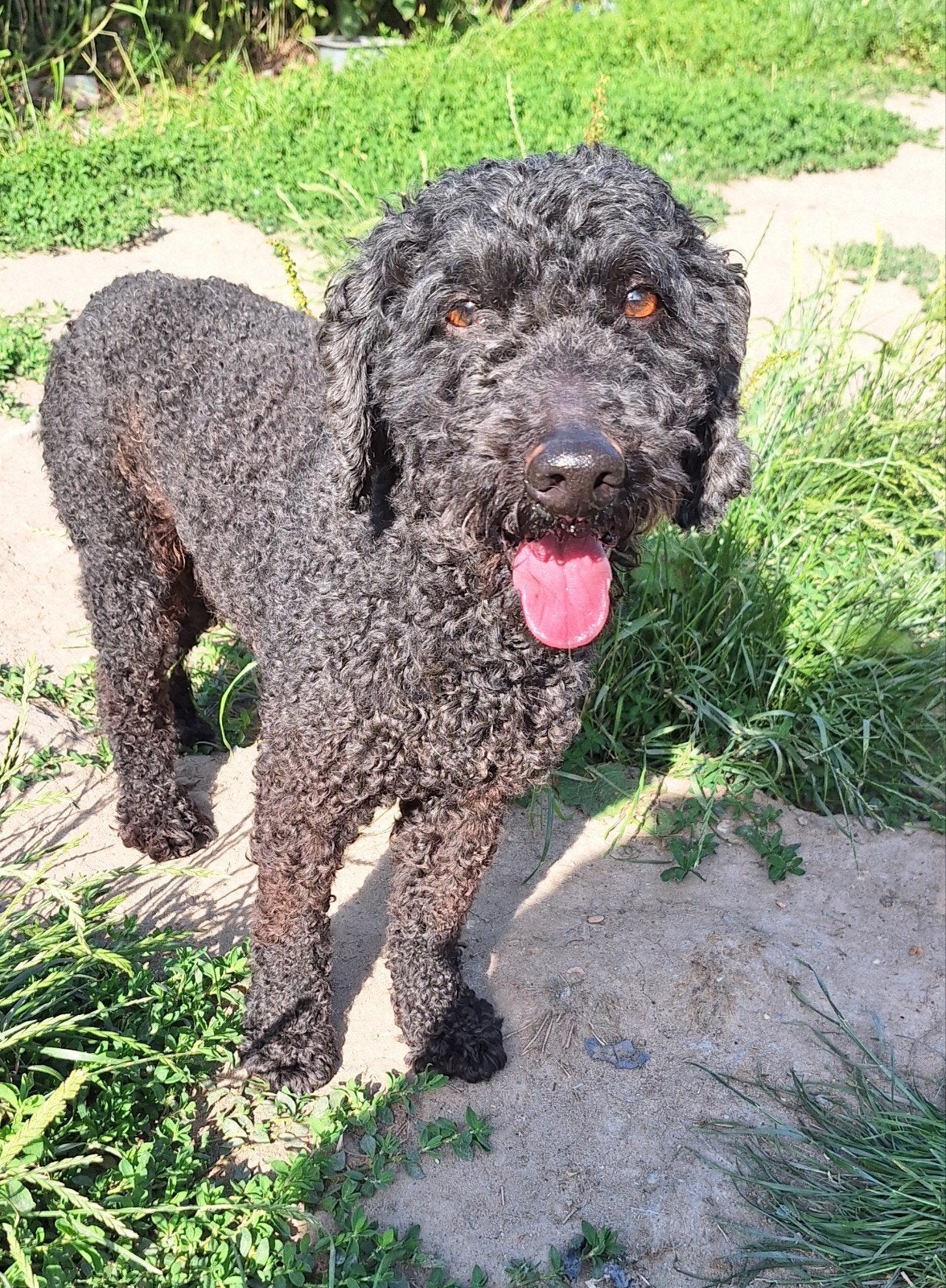 Ter adoptie Donder, Dieren en Toebehoren, 6 jaar of ouder, Parvo, Eén hond, Nederland