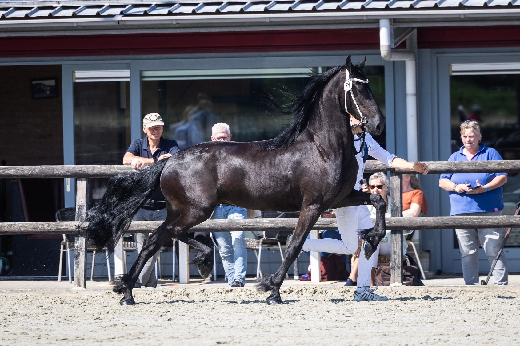 3 jarige Friese stermerrie, Merrie, 160 tot 165 cm, 3 tot 6 jaar
