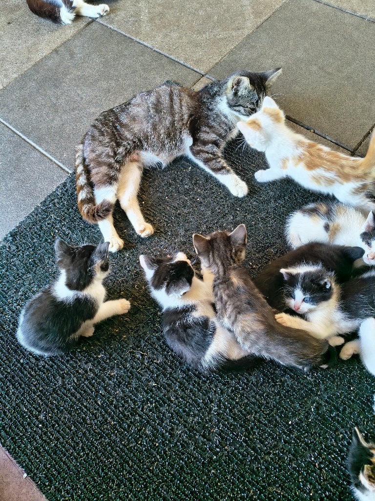 Kittens, Meerdere dieren, 0 tot 2 jaar