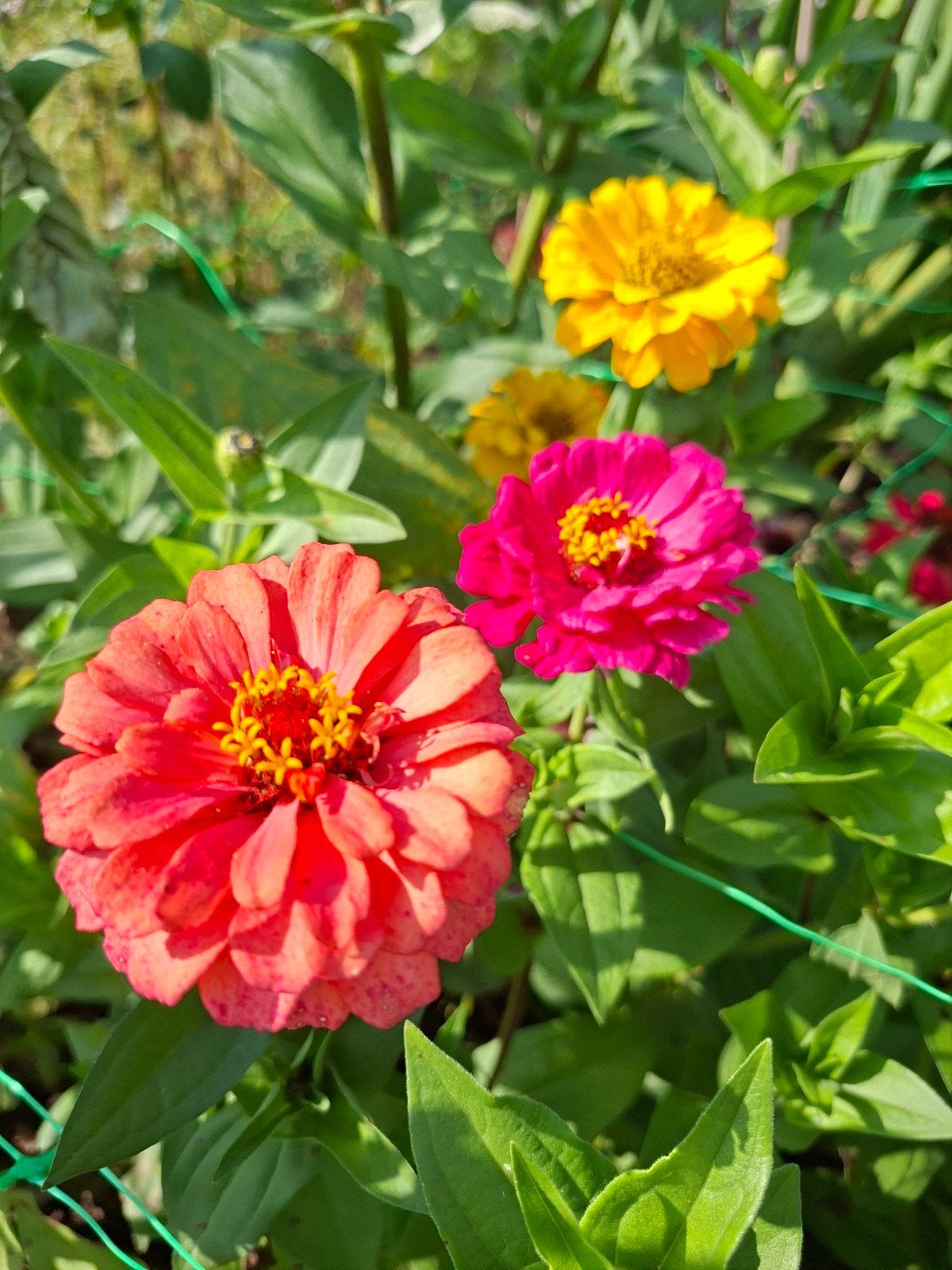 Zaden van diverse bloemen !, Ophalen of Verzenden, Voorjaar, Volle zon, Zaad