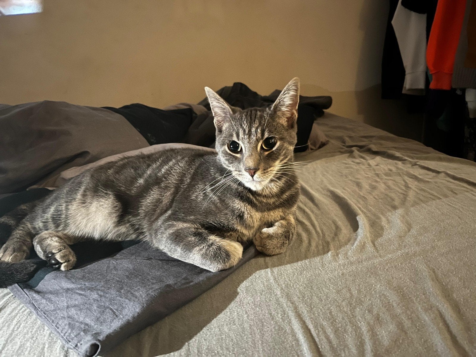 Lieve grijze kater zoekt een nieuw, liefdevol thuis, Dieren en Toebehoren, Kater, Kortharig, 0 tot 2 jaar