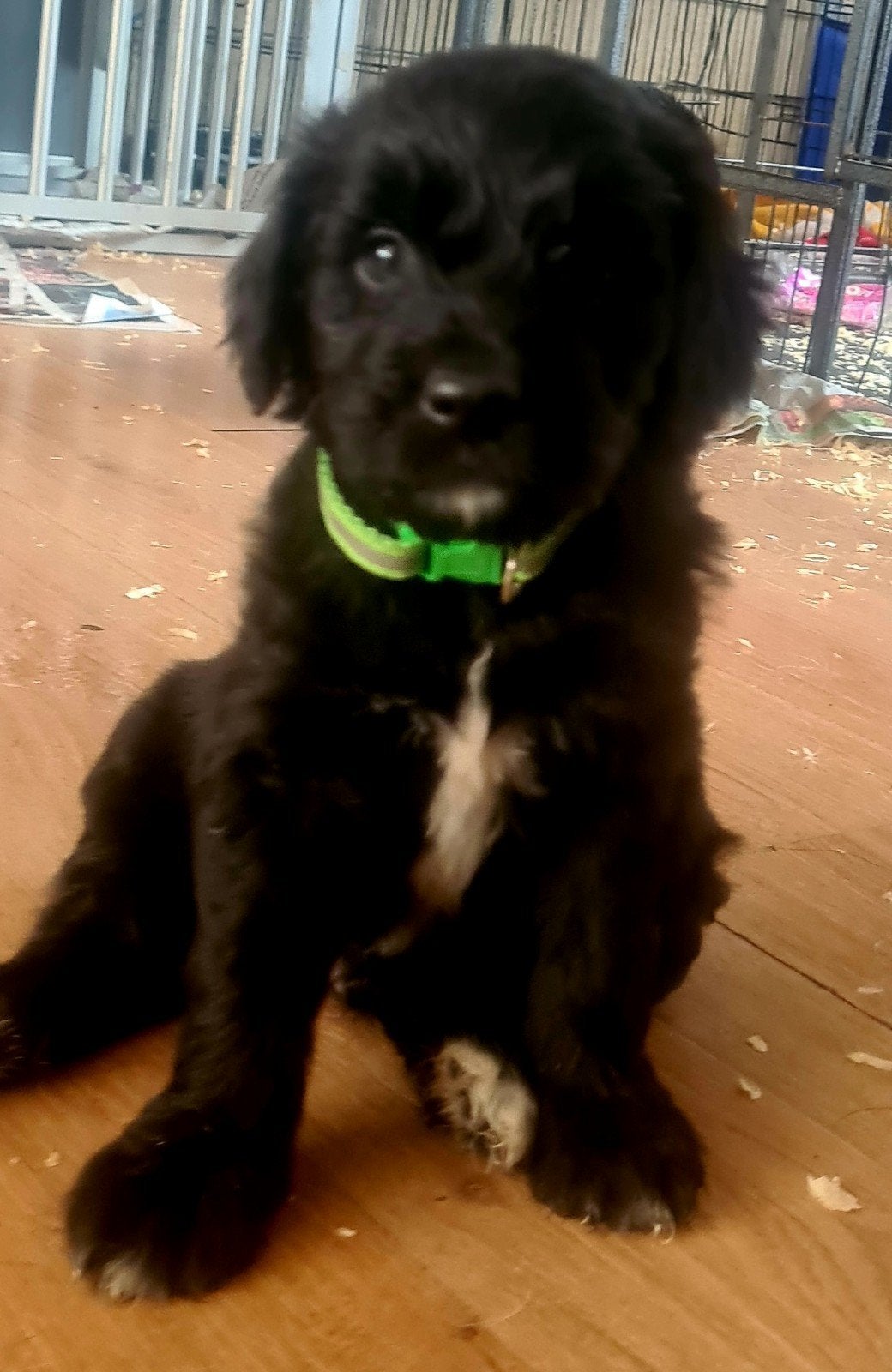 Golden doodle pups, Dieren en Toebehoren, 8 tot 15 weken, Meerdere, Meerdere dieren, Parvo