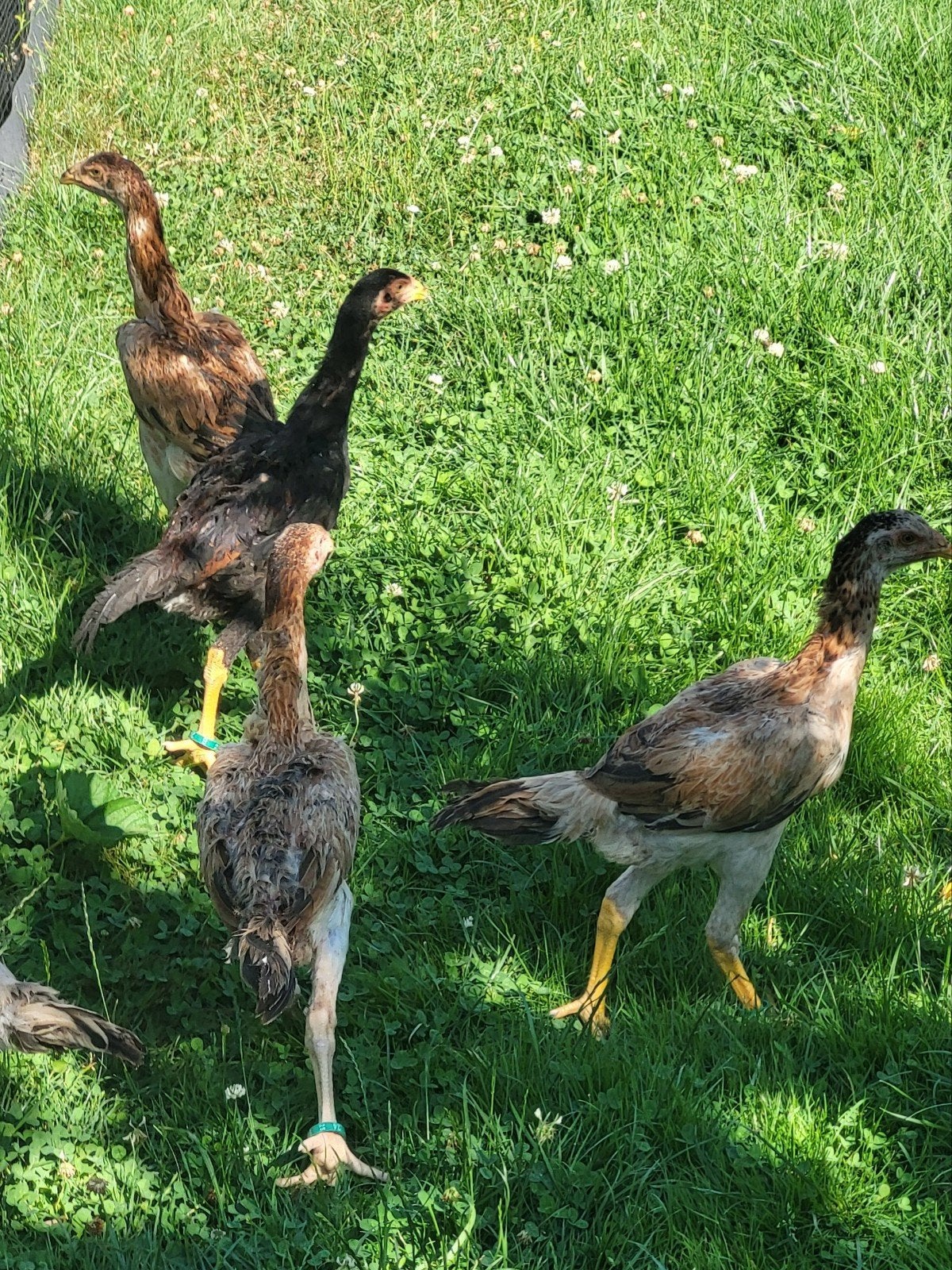 Shamo tarwe 4 hennen + 1 haan, geringd 4 maanden, Dieren en Toebehoren, Pluimvee, Mannelijk, Kip