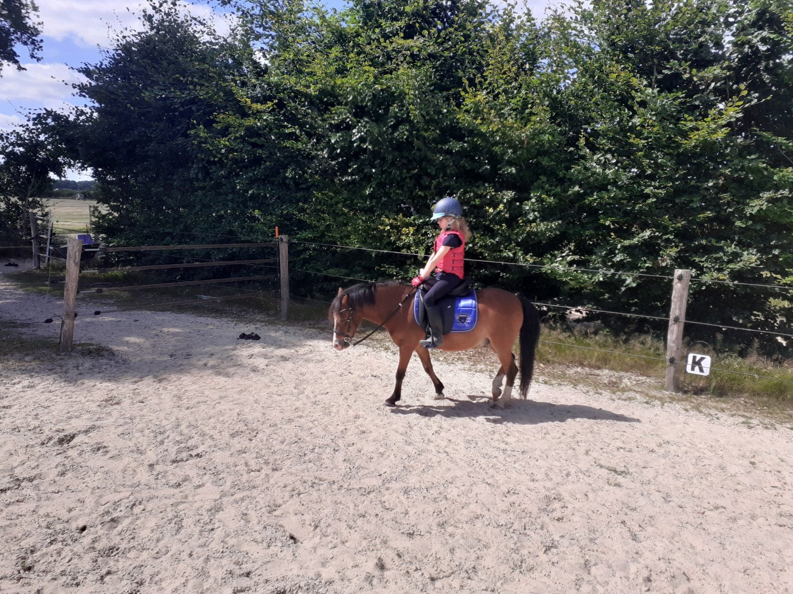 Amigo, Spaanse 10 jarige A-pony, perfecte leerpony, Dieren en Toebehoren, Pony's, Gechipt, B, Ruin, Dressuurpony