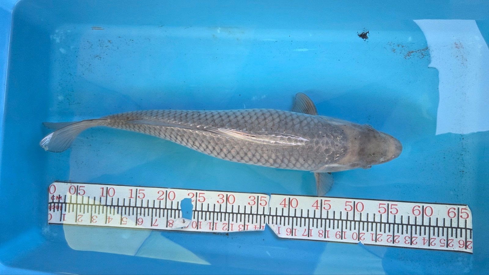 soragoi /ochiba koi 55cm, Dieren en Toebehoren, Karper of Koi